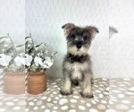 Small #3 Schnauzer (Miniature)