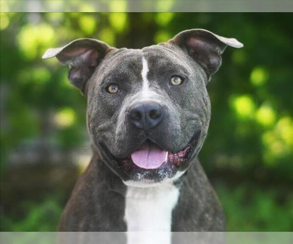 Medium Photo #2 American Pit Bull Terrier-Unknown Mix Puppy For Sale in Tavares, FL, USA
