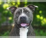 Small #1 American Pit Bull Terrier Mix