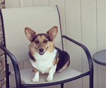 Small Photo #1 Pembroke Welsh Corgi Puppy For Sale in GREELEY, CO, USA