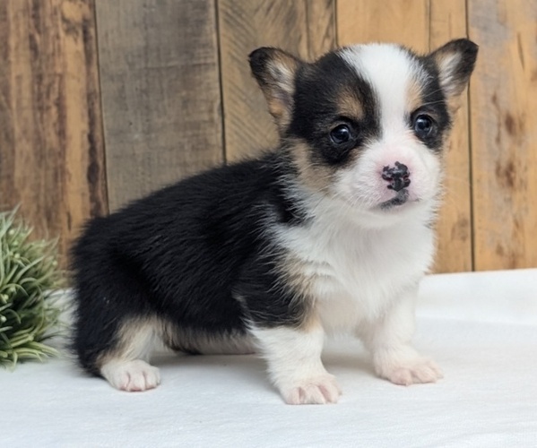 Medium Photo #39 Pembroke Welsh Corgi Puppy For Sale in GOSHEN, IN, USA