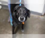 Bethany (Bethy) - Female Mutt Dog for Adoption - Small photo