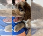 Puppy Chewie Aussiedoodle