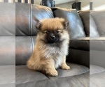Small #2 Pomeranian