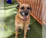 Small #1 German Shepherd Dog Mix