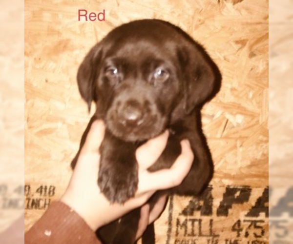 Medium Photo #2 Labrador Retriever Puppy For Sale in DUNNEGAN, MO, USA