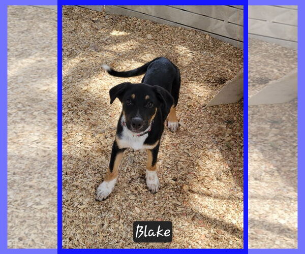 Medium Photo #1 Mutt Puppy For Sale in Granbury, TX, USA