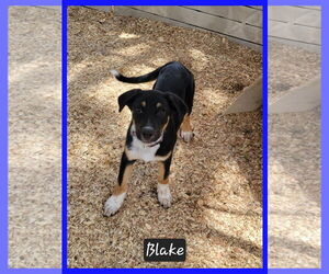 Mutt Dogs for adoption in Granbury, TX, USA