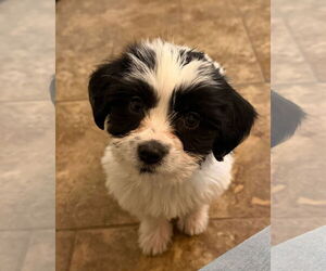 Maltipoo (Miniature) Dogs for adoption in Farmington, MN, USA