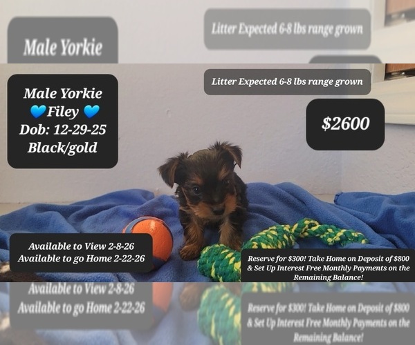 Medium Photo #1 Yorkshire Terrier Puppy For Sale in TUCSON, AZ, USA