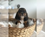 Small #1 Basset Hound