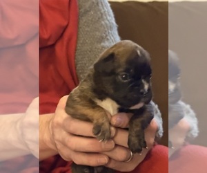 Boxer Puppy for sale in LANSING, MI, USA
