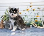 Puppy Patton Pomsky