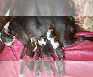 Boston Terrier Puppy for sale in MARSHFIELD, MO, USA