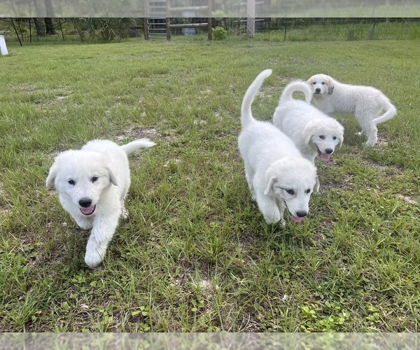 Medium Photo #1 Great Pyrenees Puppy For Sale in OLD TOWN, FL, USA