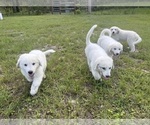Small Great Pyrenees