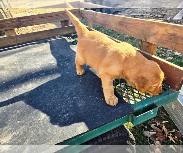 Medium Photo #6 Golden Retriever Puppy For Sale in LEON, KS, USA