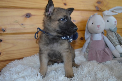Medium Photo #5 German Shepherd Dog Puppy For Sale in HONEY BROOK, PA, USA