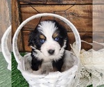 Puppy Puppy 3 Miniature Australian Shepherd