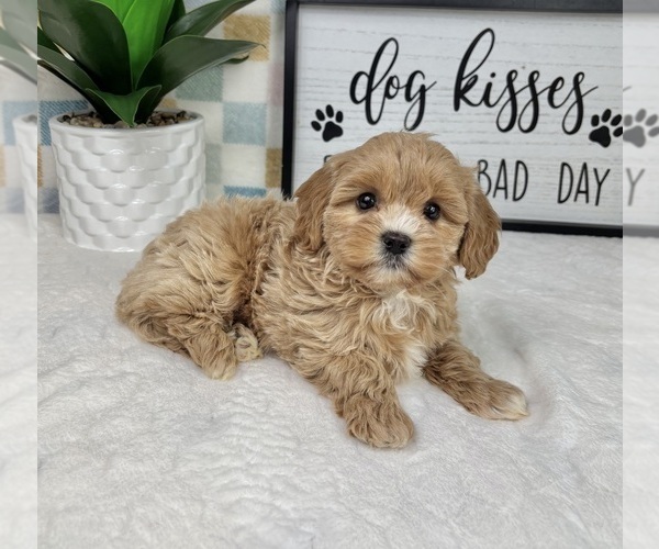 Medium Photo #3 Cavapoo (Miniature) Puppy For Sale in FRANKLIN, IN, USA