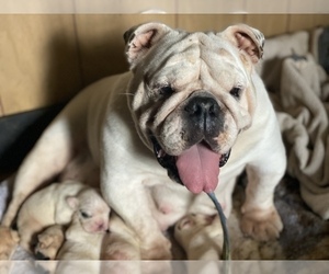 Mother of the English Bulldog puppies born on 10/25/2020