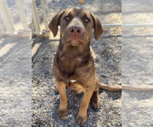Mutt Dogs for adoption in Bemidji, MN, USA