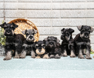 Schnauzer (Miniature) Litter for sale in BALTIC, OH, USA