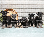 Small Schnauzer (Miniature)