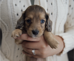 Small #1 Dachshund