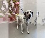 Small Dalmatian
