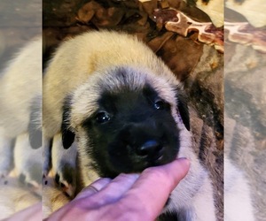 Mastiff Puppy for sale in FALLBROOK, CA, USA