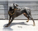 Small #4 Labrador Retriever Mix