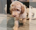Small Photo #14 Goldendoodle Puppy For Sale in KANSAS CITY, MO, USA