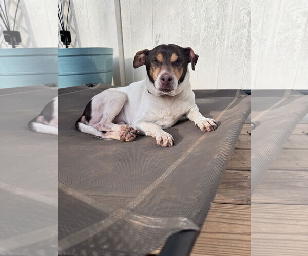 Medium Photo #3 Rat Terrier-Unknown Mix Puppy For Sale in Greenville, SC, USA