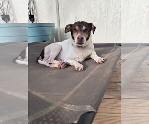 Woodford - Male Rat Terrier-Unknown Mix Dog for Adoption - Photo #3