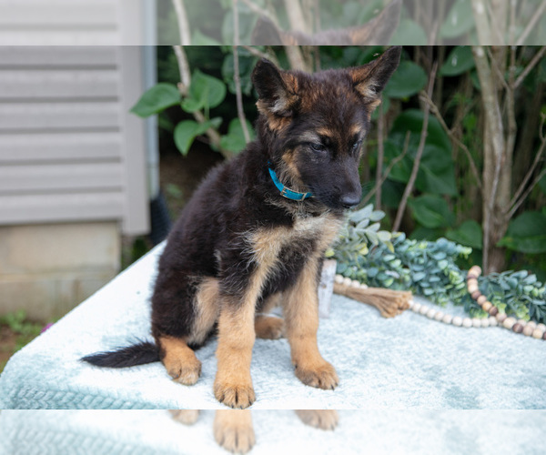 Medium Photo #10 German Shepherd Dog Puppy For Sale in SALEM, IN, USA