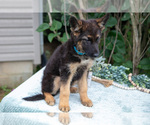 Small #2 German Shepherd Dog