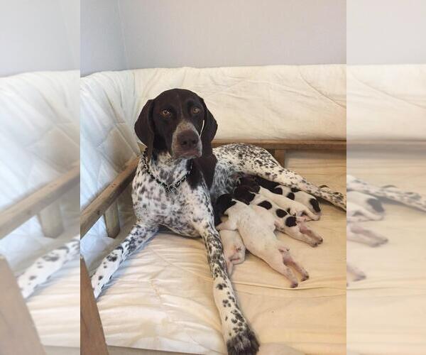 Medium Photo #7 German Shorthaired Pointer Puppy For Sale in WARSAW, NY, USA