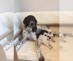 Small Photo #7 German Shorthaired Pointer Puppy For Sale in WARSAW, NY, USA
