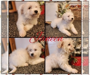 Chi-Poo (Miniature) Puppy for sale in SENECA FALLS, NY, USA