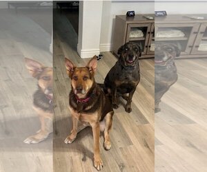 Shepweiller Dogs for adoption in Chandler, AZ, USA