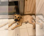 Small #14 Labrador Retriever Mix