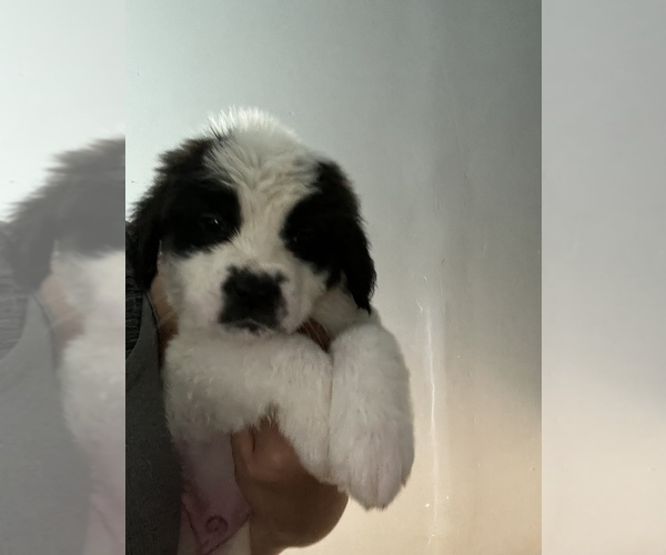 Medium Photo #2 Saint Bernard Puppy For Sale in PALMDALE, CA, USA