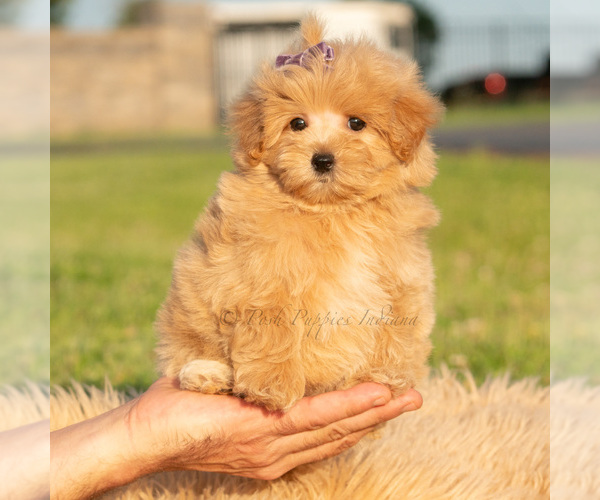 Medium Photo #52 Maltipoo (Toy) Puppy For Sale in WARSAW, IN, USA