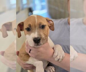 Mutt Dogs for adoption in Hilton Head, SC, USA