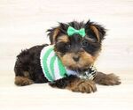 Small #7 Yorkshire Terrier