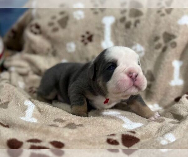 Medium Photo #6 English Bulldog Puppy For Sale in OOLOGAH, OK, USA