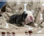 Small #5 English Bulldog