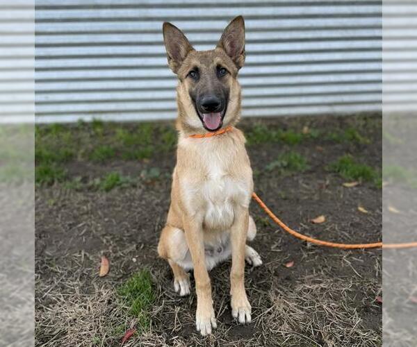 Medium Photo #1 Mutt Puppy For Sale in Modesto, CA, USA