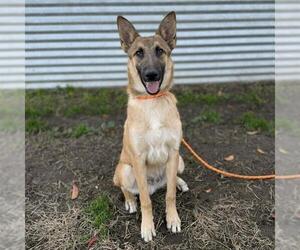 Mutt Dogs for adoption in Modesto, CA, USA